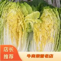 【精品】黄心白菜质量好价格美丽规格齐全发货全国