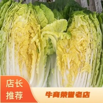 【精品】黄心白菜质量好价格美丽规格齐全发货全国