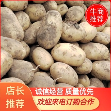 【25新货】希森六号土豆大量上市质量保证合作欢迎来电