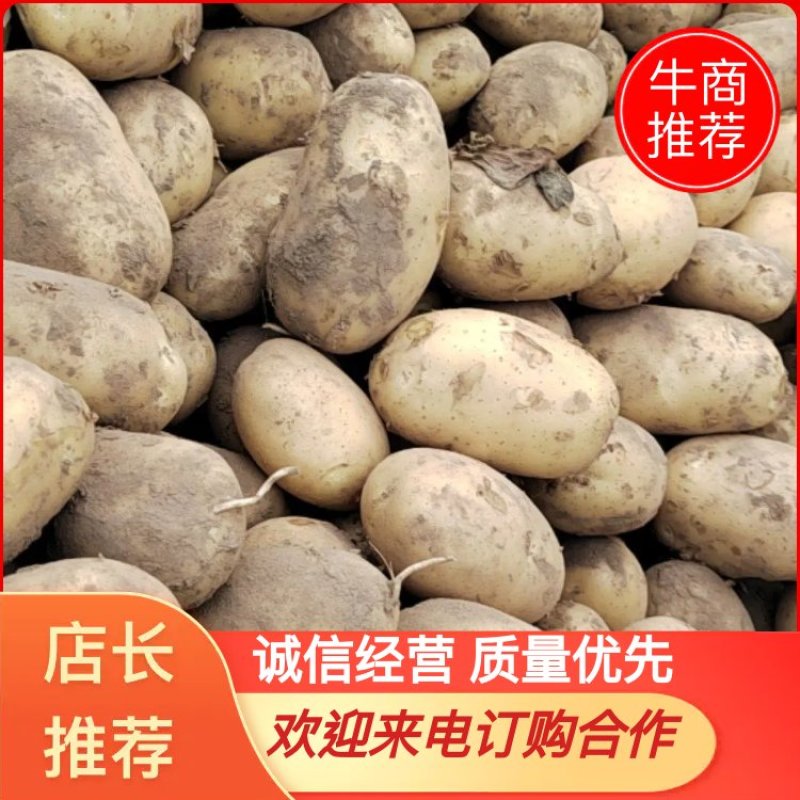 【25新货】希森六号土豆大量上市质量保证合作欢迎来电