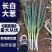 畅销【长白大葱】河北大葱货源充足大量出货产地直发