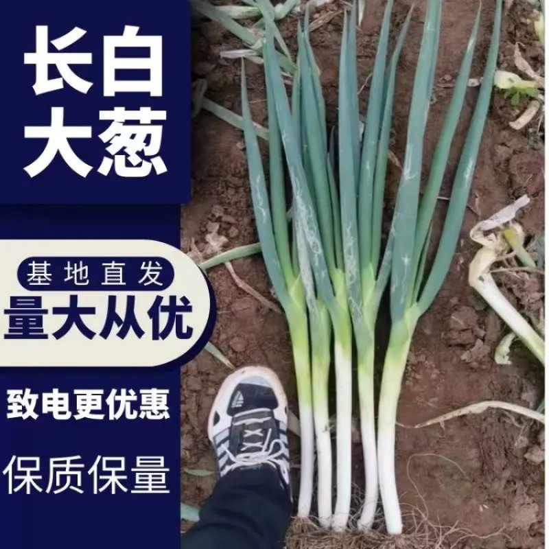 畅销【长白大葱】河北大葱货源充足大量出货产地直发