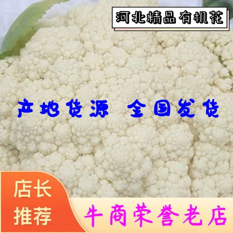 河北精品有机花已大量上市，产地货源，品质保证，量大从优