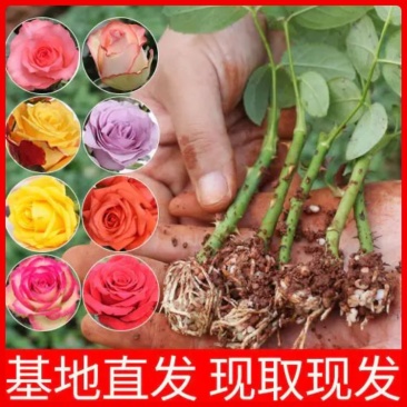 大花月季苗月季种苗云南瑞腾农业基地直发全国批发