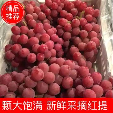 【优质】河北张家口精品红提，单串1.5~3斤常年供应产地货源