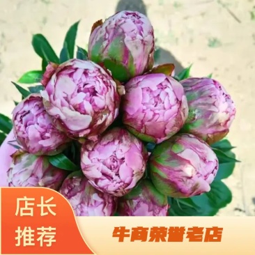 【包邮】观赏重瓣芍药，粉色红色芍药鲜切花规格多品质保证
