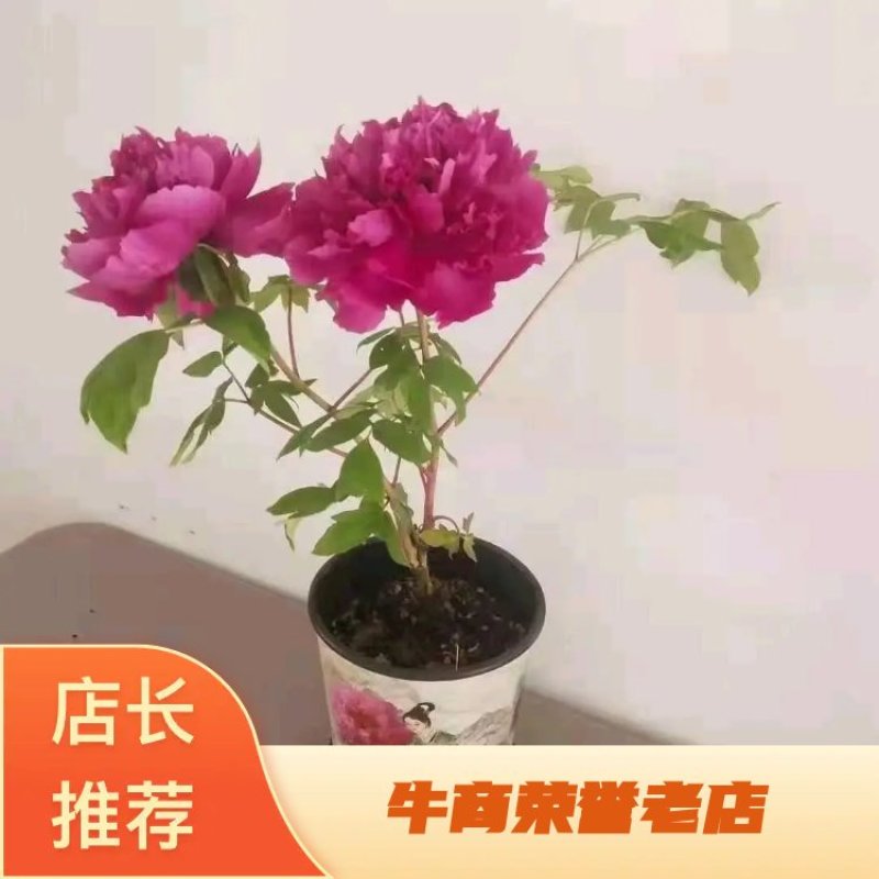 【优质】观赏牡丹鲜切花牡丹大花牡丹千层牡丹量大从优