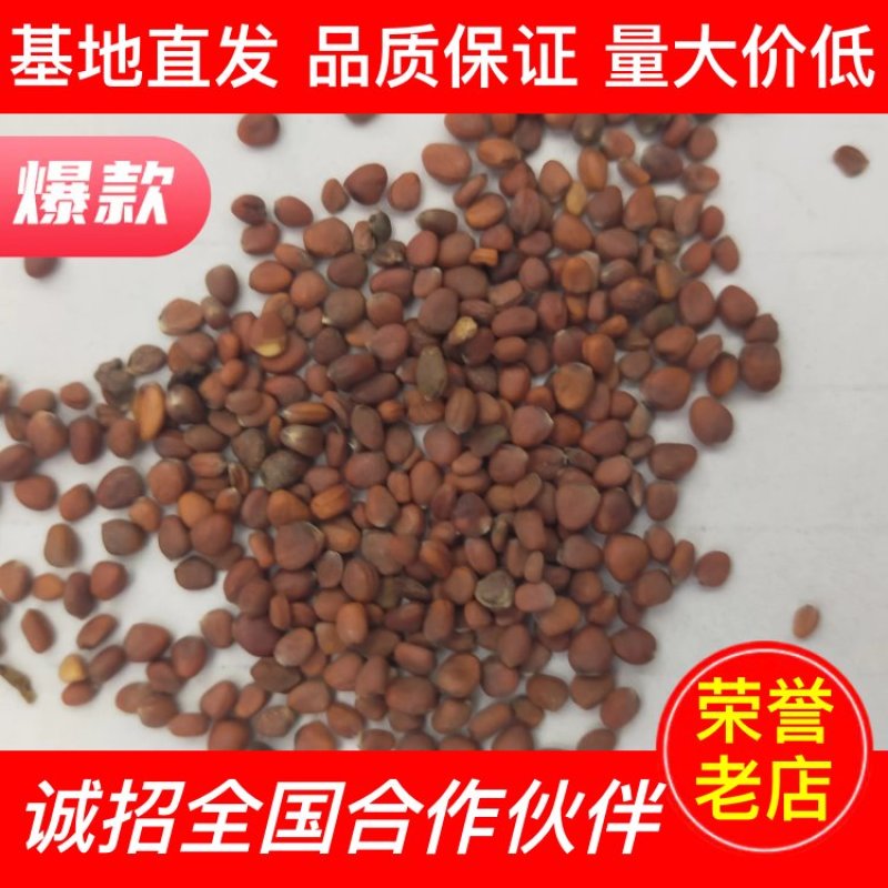 【中药材】莱菔子厂家一手货源全国批发价低货足保质保量