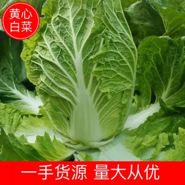 【白菜】精品黄心白菜大量上市可视频看货全国发货