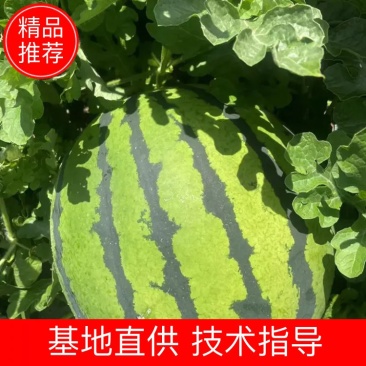 西瓜佳木斯地雷瓜东北西瓜包熟包甜期待合作