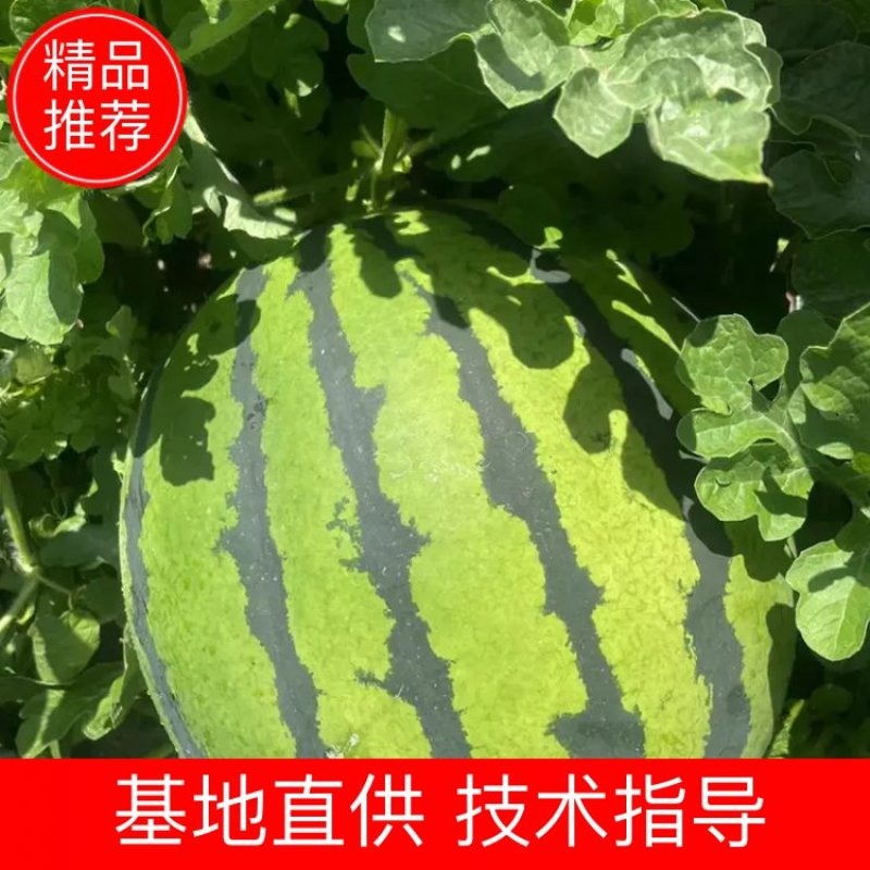 西瓜佳木斯地雷瓜东北西瓜包熟包甜期待合作
