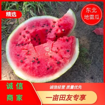 黑龙江佳木斯产区，直根地雷西瓜，高品质，大红瓤，耐运输