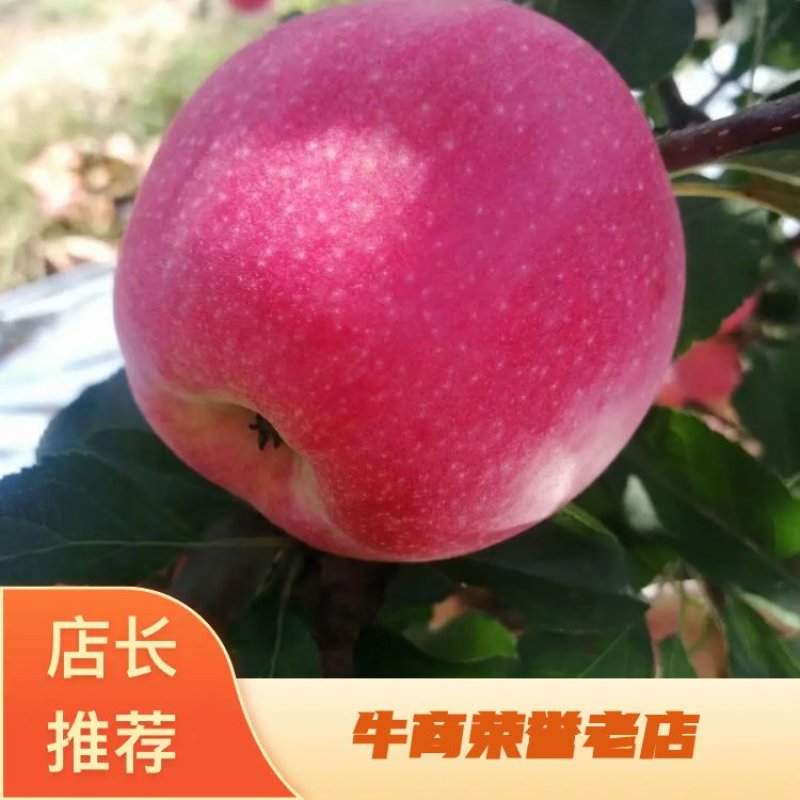 辽宁绥中嘎啦苹果，个大，口感甜脆，货源充足