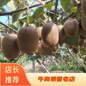 海沃德猕猴桃，产地发货，陕西猕猴桃，大量上市中