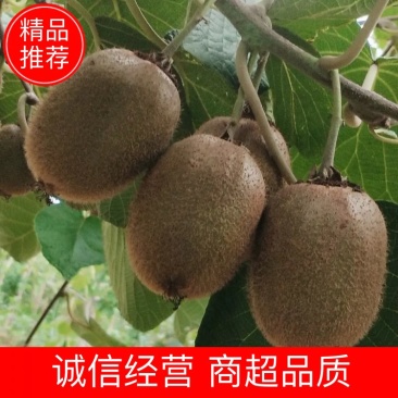 眉县徐香猕猴桃，产地发货，质量保证，欢迎进店