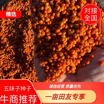 出售高产抗病五味子种子，好种育好苗！已经完成催芽