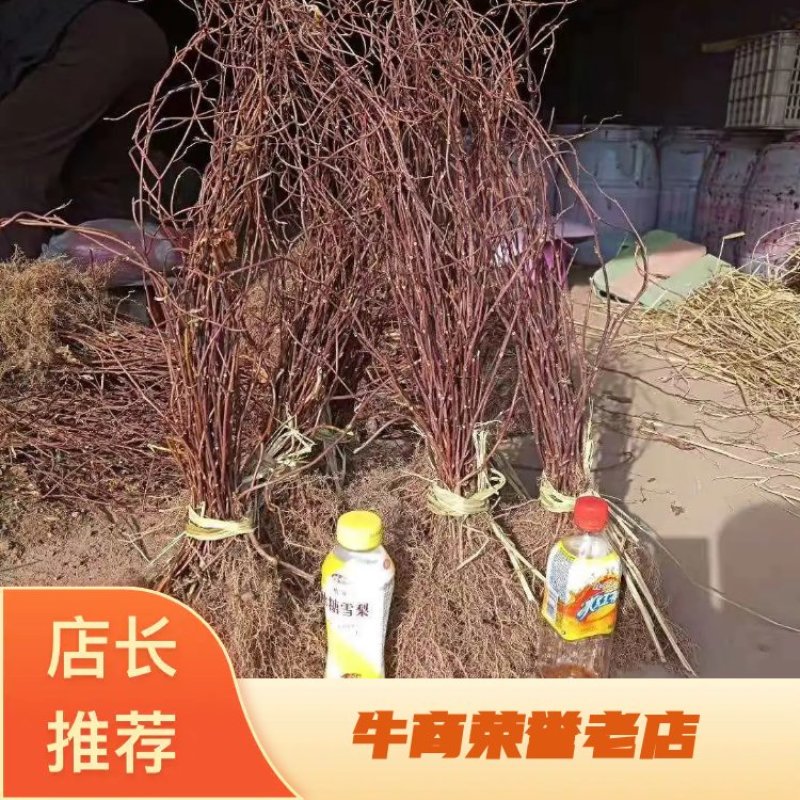【精选】五味子苗五味种苗示范基地，免费技术指导