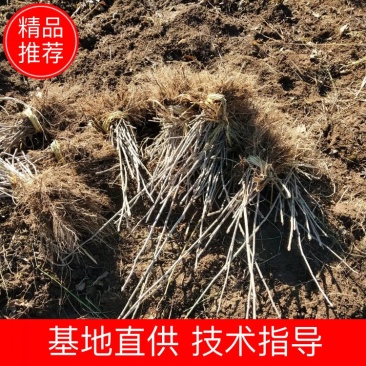 【精选】刺五加苗刺五加苗短梗刺五加苗长势快，产量高