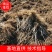 【精选】刺五加苗刺五加苗短梗刺五加苗长势快，产量高