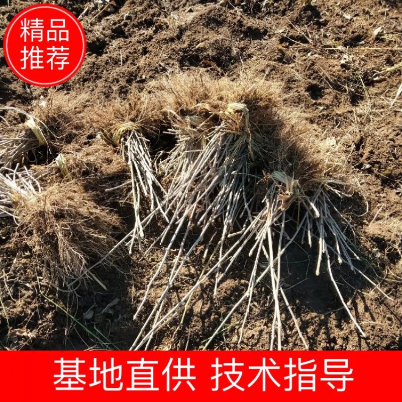 【精选】刺五加苗刺五加苗短梗刺五加苗长势快，产量高