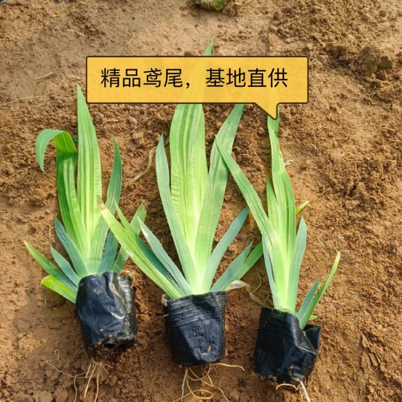 【推荐】鸢尾，老鸢尾，蓝花鸢尾。带盆发货，欢迎来电
