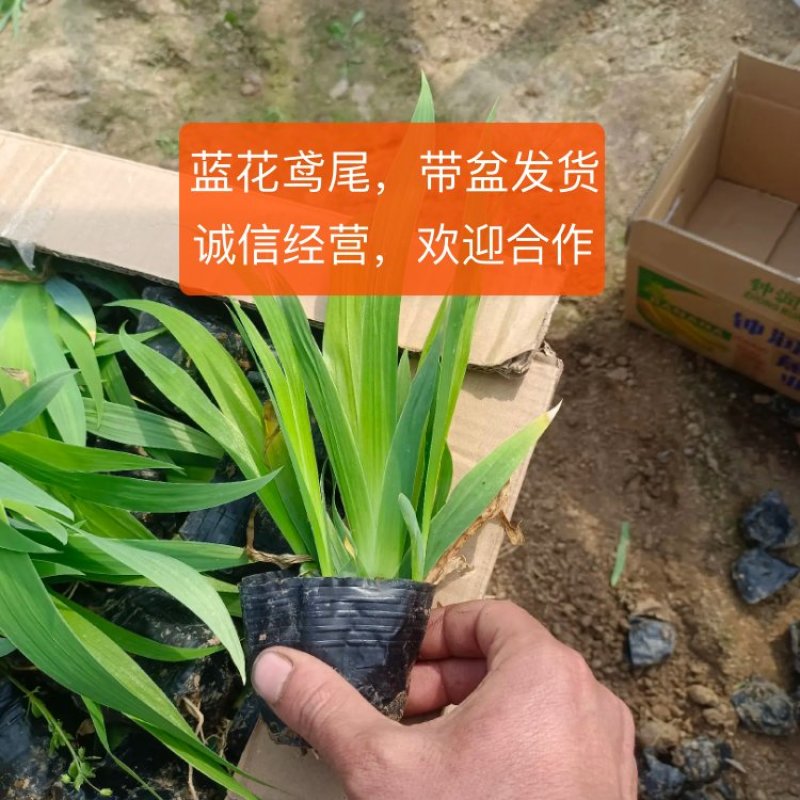 【推荐】鸢尾，老鸢尾，蓝花鸢尾。带盆发货，欢迎来电