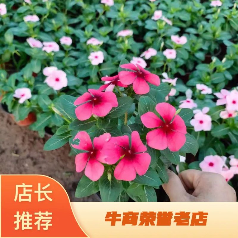 【精品】大叶红草，基地发货，全国代发，欢迎采购，合作