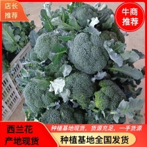 【精品】西兰花产地现货无黑点品质好欢迎来电