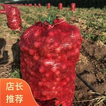 正宗东北毛葱、鬼子葱（混葱）