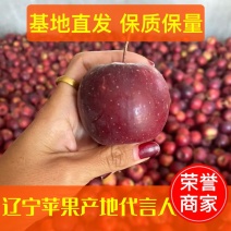 【推荐】辽宁龙丰果苹果大量上市西丰双榆基地发货视频看货批发