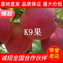 【推荐】辽宁K9苹果大量上市西丰双榆基地发货视频批发