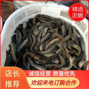 本地养殖台湾泥鳅，一手货源，质量好，规格齐全。批零兼营。