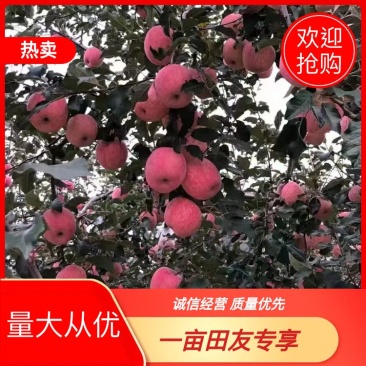 实力供货，陕西红富士大量上市，欢迎来购！