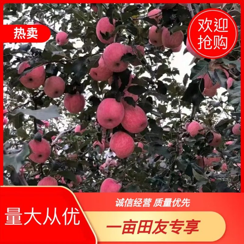 实力供货，陕西红富士大量上市，欢迎来购！