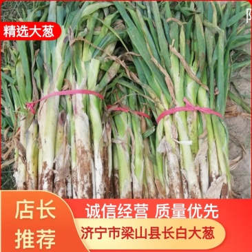 济宁市梁山县长白大葱，白长40---50公分，有两百多亩