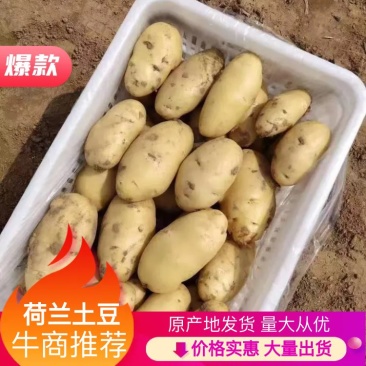 特级土豆，荷兰系列特大基地直发欢迎选购，产地发货