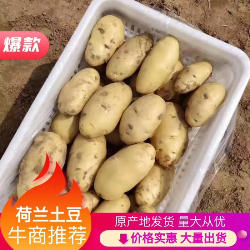 特级土豆，荷兰系列特大基地直发欢迎选购，产地发货