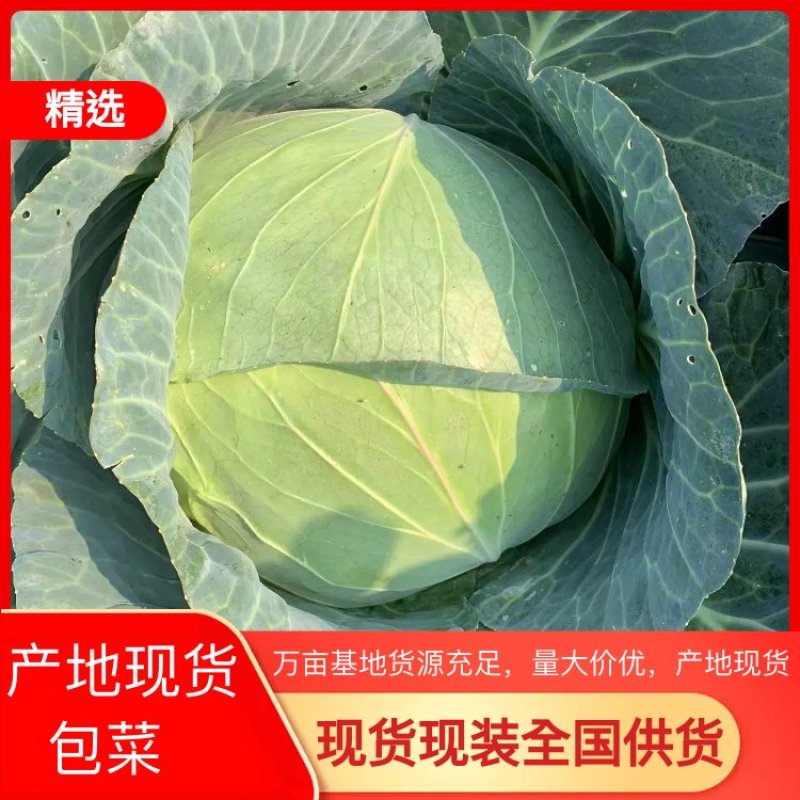 包菜扁包菜甘蓝京丰一号无中间商大量供货