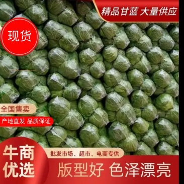 《甘蓝》品质包菜大量供应产地货源充足代发全国