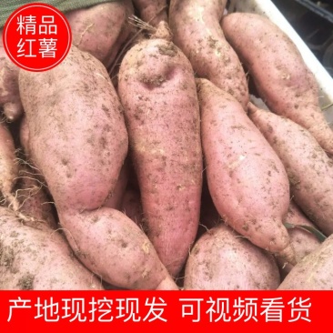 山东烟薯25地瓜，基地一手，整车批发，电商分级，量大从优