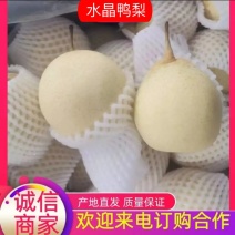 【诚信经营】赵县水晶梨代收代发电商果食品厂合作欢迎咨询