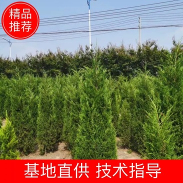 塔柏树苗墓地,荒山专用苗江苏基地发货货源充足欢迎咨询