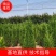 塔柏树苗墓地,荒山专用苗江苏基地发货货源充足欢迎咨询
