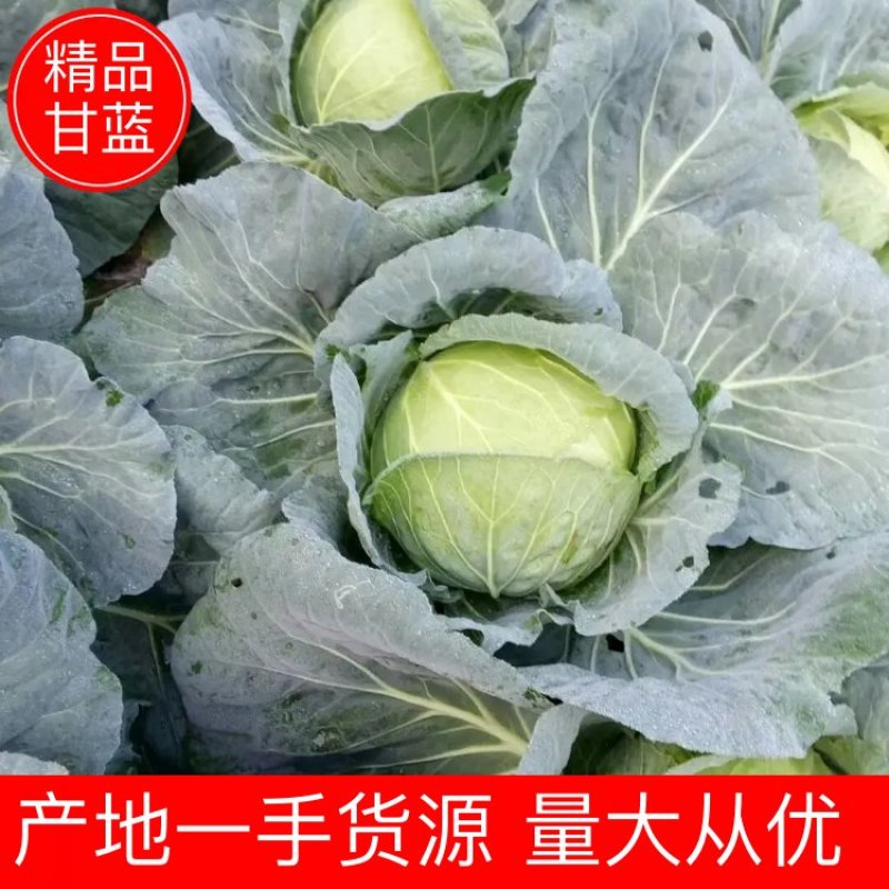 【甘蓝】河北圆包菜产地一手货源量大从优欢迎咨询