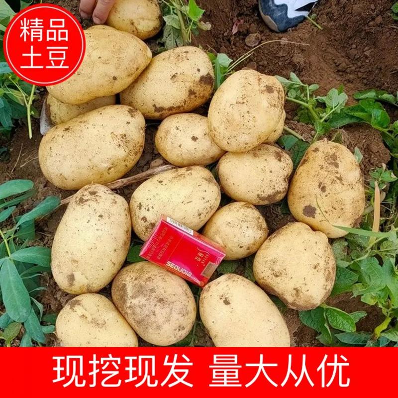 【品质保障】通许希森土豆三两以上大现挖现发量大从优