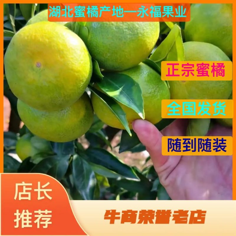 蜜橘湖北蜜橘柑橘柑桔产地代办果园看货现场采摘