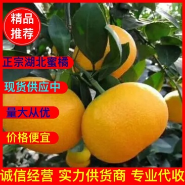 （优选）蜜桔湖北精品蜜橘产地柑橘柑桔代办产地一手货源