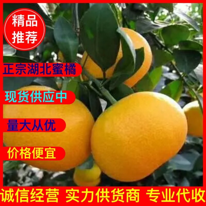 （优选）蜜桔湖北精品蜜橘产地柑橘柑桔代办产地一手货源