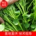 脱毒原种西瓜密红薯苗蜜薯红薯苗哈密瓜红薯苗板栗薯