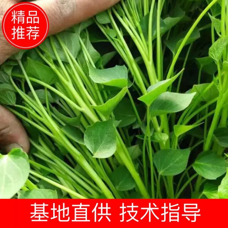 脱毒原种西瓜密红薯苗蜜薯红薯苗哈密瓜红薯苗板栗薯